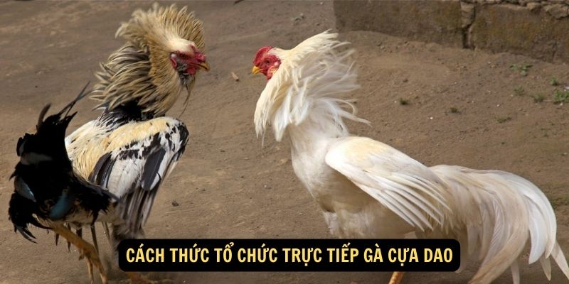 truc-tiep-ga-cua-dao-2